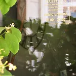 Agava * Makarska